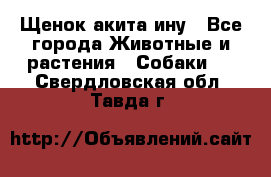 Щенок акита ину - Все города Животные и растения » Собаки   . Свердловская обл.,Тавда г.